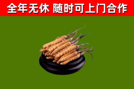 伍家岗区回收散虫草