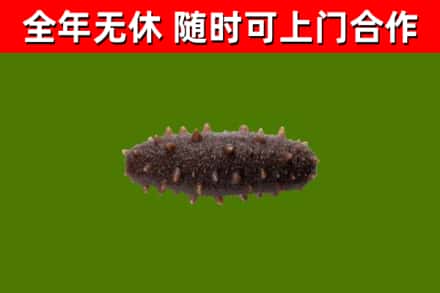 伍家岗区回收海参干